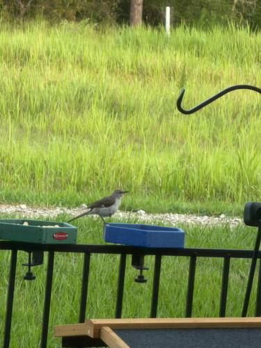 Northern Mockingbird