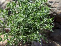 Cryptantha maritima maritima