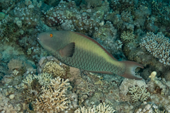 Cetoscarus bicolor