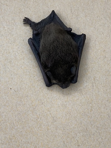 Pipistrellus javanicus observed 2026-05-28
