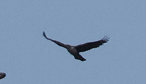 Águila perdicera (Aquila fasciata)