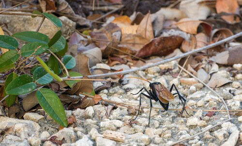 Milde's Tarantula-hawk Wasp