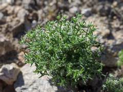 Cryptantha maritima maritima