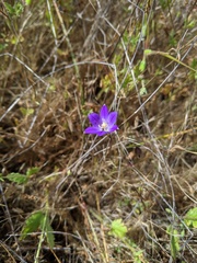 Brodiaea terrestris kernensis