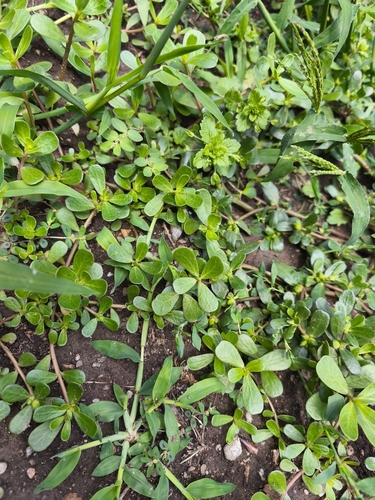 Common Purslane