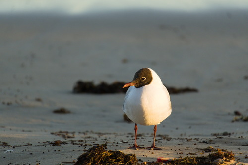 Black-headed Gull
