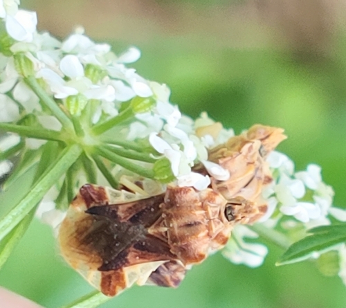 Phymata fasciata