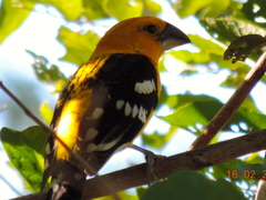 Pheucticus chrysopeplus