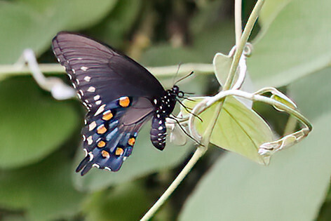 Pipevine Swallowtail