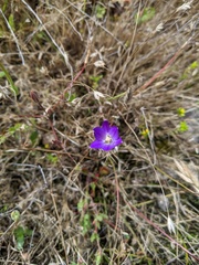 Brodiaea terrestris kernensis