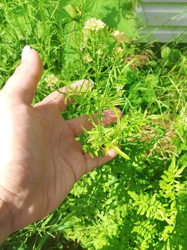 narrow-leaved bittercress