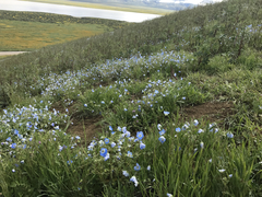 Nemophila menziesii menziesii