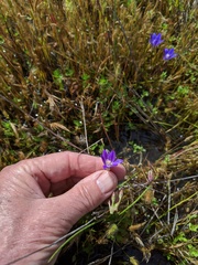 Brodiaea terrestris kernensis