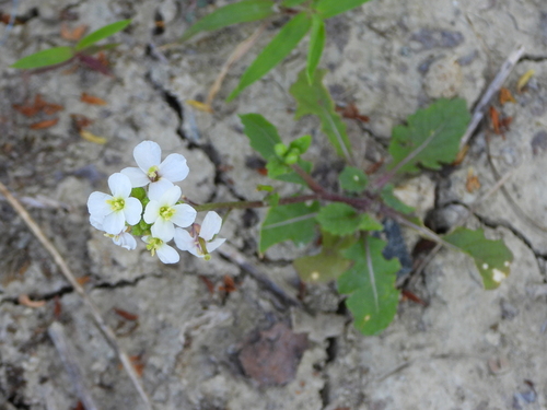 Ruchetta Violacea