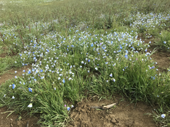 Nemophila menziesii menziesii