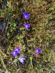Brodiaea terrestris kernensis