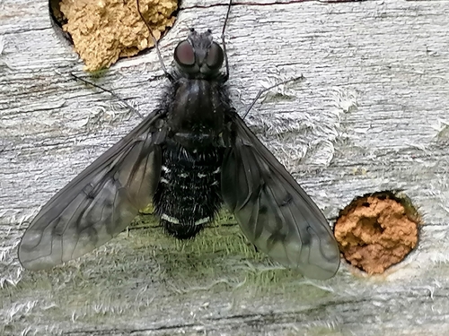 Gewöhnlicher Trauerschweber