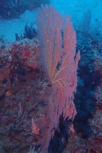 Melitodes observed 2026-06-12