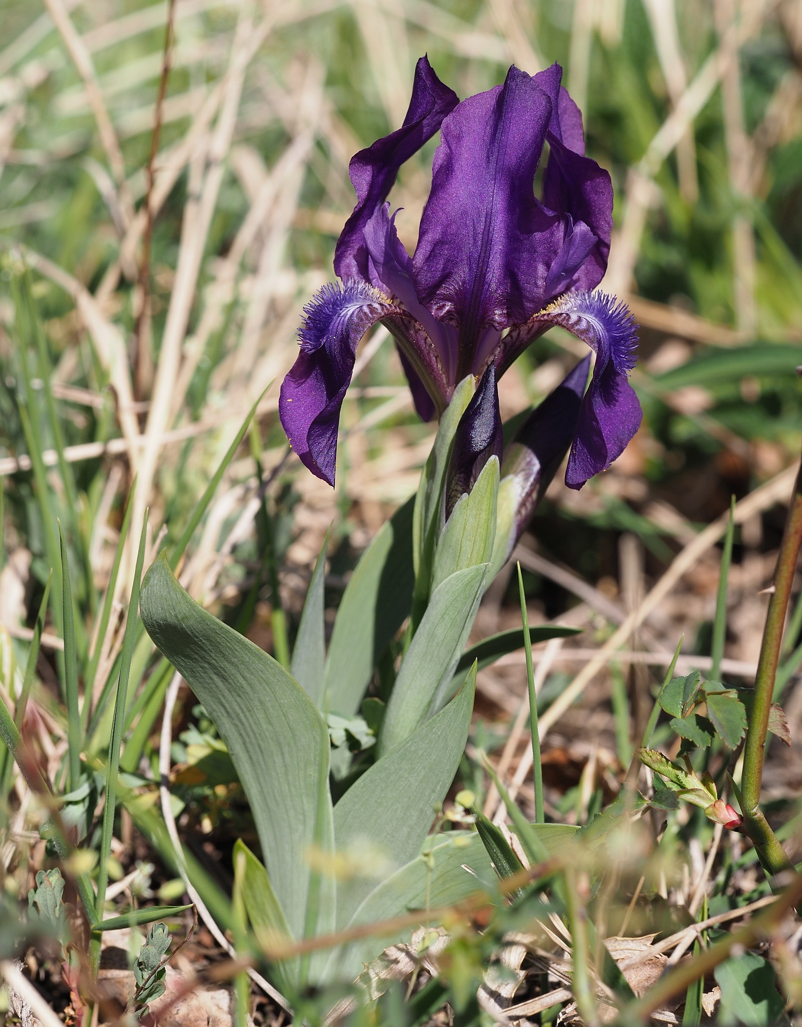 Iris aphylla
