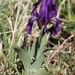 Leafless Iris - Photo (c) Jakob Fahr, some rights reserved (CC BY-NC), uploaded by Jakob Fahr