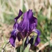 Iris aphylla - Photo (c) Jakob Fahr, μερικά δικαιώματα διατηρούνται (CC BY-NC), uploaded by Jakob Fahr