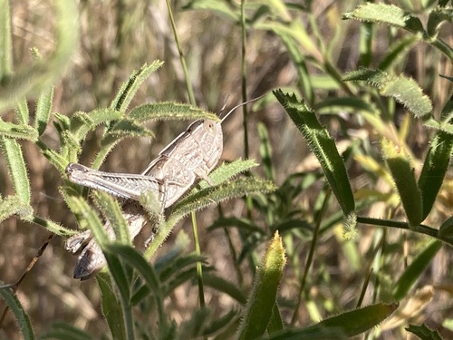 Iberian Black-spotted Grasshopper