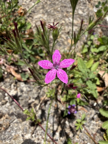 Deptford pink