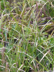 Carex lyngbyei