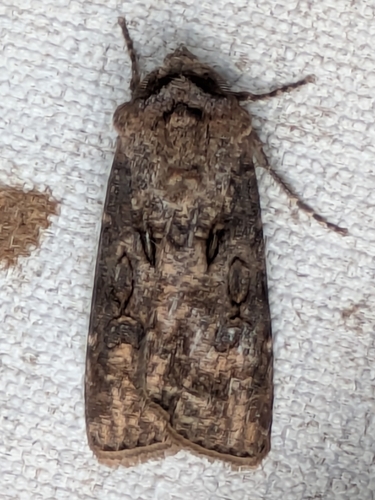 Turnip Moth
