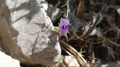 Linaria verticillata, photograph (c) frangp, some rights reserved (CC BY)
