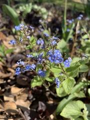 Brunnera macrophylla