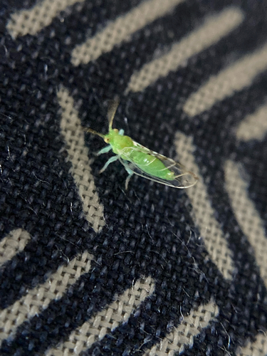 Mediterranean fig psyllid