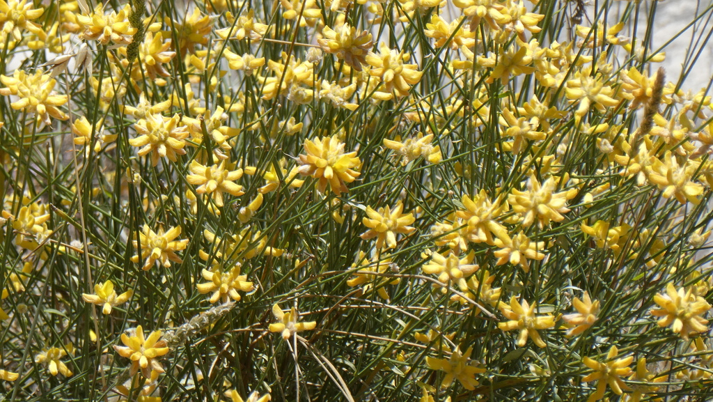 Genista umbellata; photograph (c) frangp, some rights reserved (CC BY)