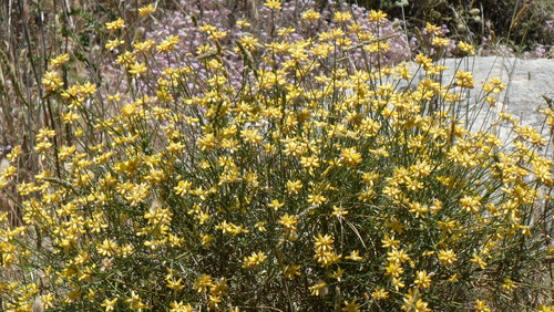 Genista umbellata, photograph 6