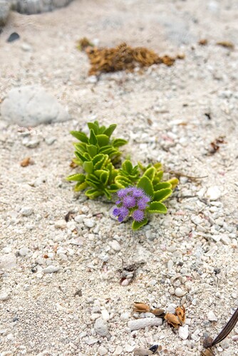 Ageratum maritimum (Ageratum maritimum)