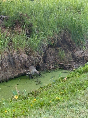 Common Raccoon
