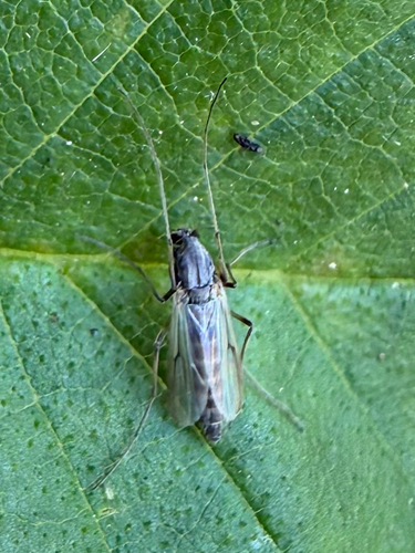 Chironomus Group