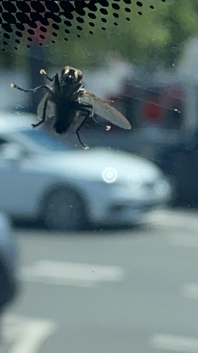 Common House Fly