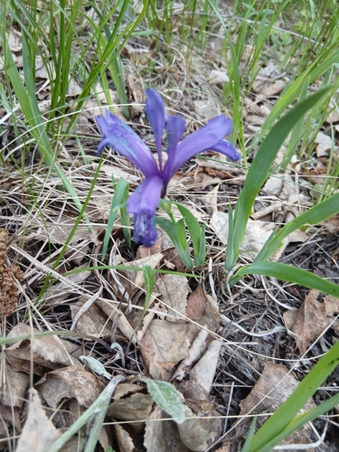Iris uniflora, photograph 2