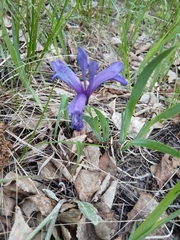 Iris uniflora, photograph (c) Святослав Власенко, some rights reserved (CC BY)