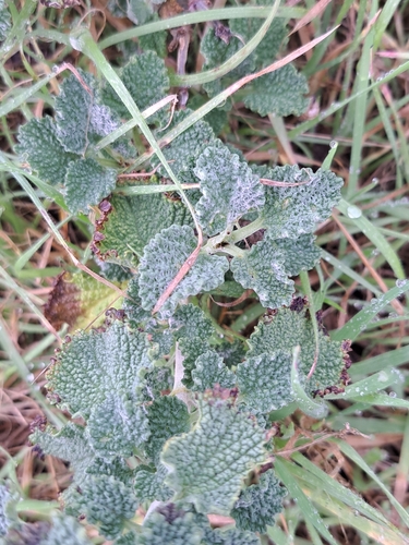 Horehound
