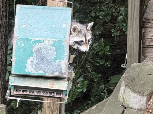 Common Raccoon