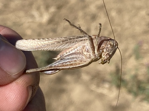 Intermediate Grey Bush-cricket