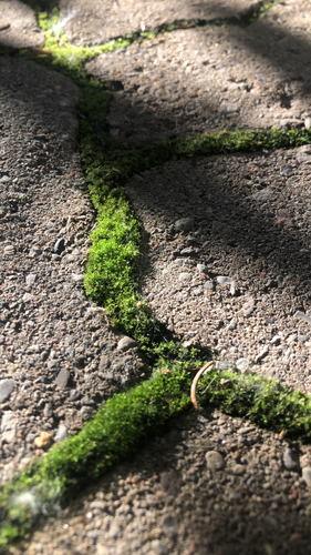 Star Moss