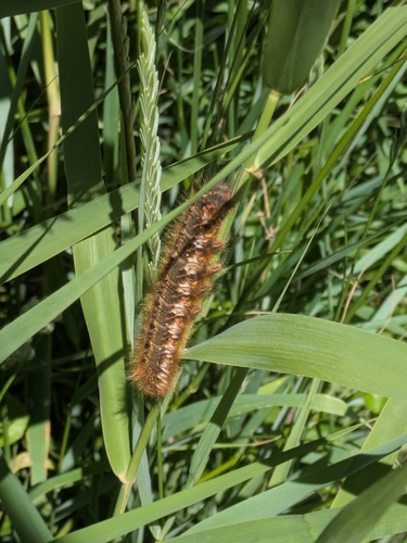 Drinker Moth