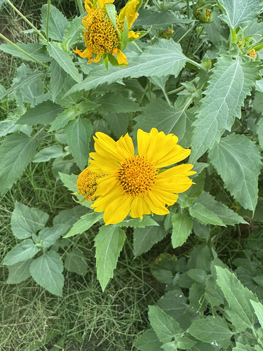 cowpen daisy