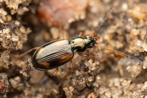 Schieffleckiger Ahlenläufer · Seine Riverbank Ground Beetle