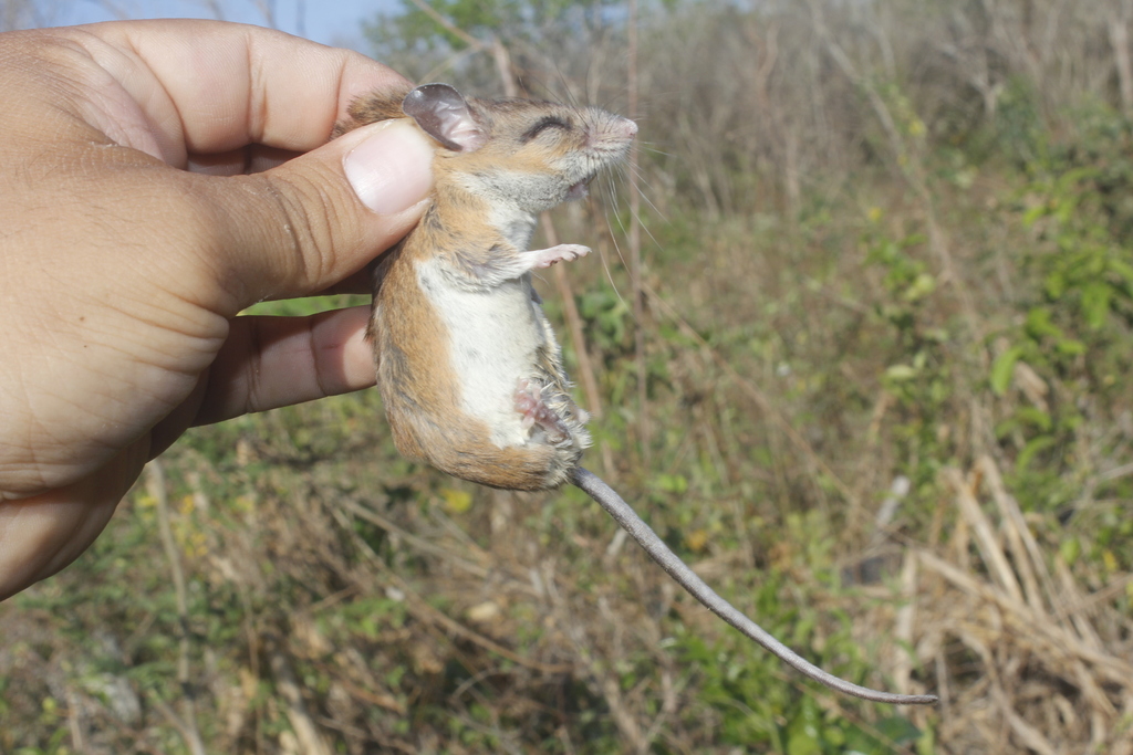Yucatan Deer Mouse