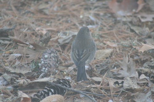 Junco hyemalis