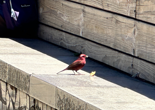 Taiwan Rosefinch (Carpodacus formosanus), photo 3